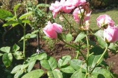 IMG-20200627-WA0034