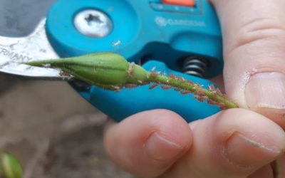 New growth in sustainable gardening happens with green pruning tools.