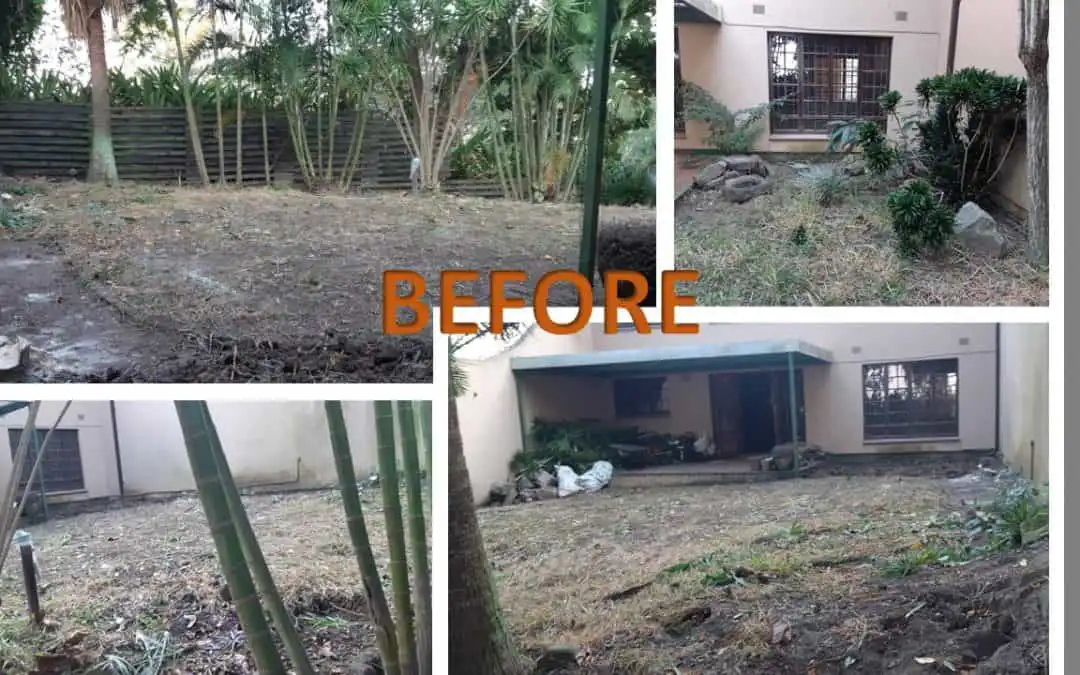 Indigenous Garden Design Ideas South Africa