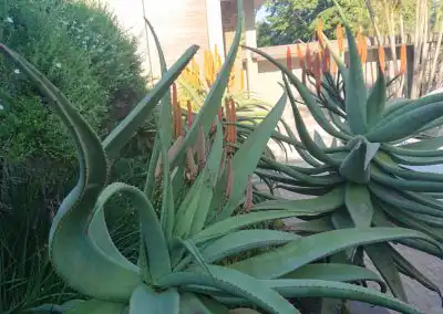 Bright green aloe plants with orange flowers in a landscaped garden, emphasizing eco-friendly and sustainable garden solutions.