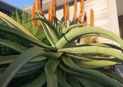 Finding Green Solutions Aloe Vera plant in a modern garden landscape.