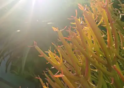 Vibrant succulent plants thriving in sunny landscape, promoting sustainable green gardening practices.