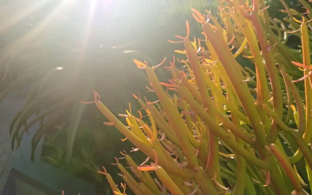 Debbie Blofield’s Garden