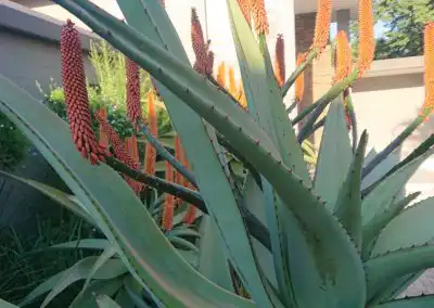 Aloe Vera plant with orange flower stalks in a landscaped garden for eco-friendly solutions.