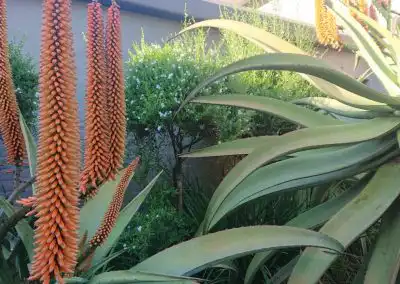 Lush drought-tolerant succulents and thriving native plants in a sustainable garden setting.