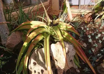 Spiny aloe vera plant in a lush garden with diverse succulent and drought-tolerant plants.