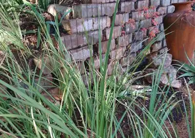 Lush green garden plants with eco-friendly landscaping and water features.