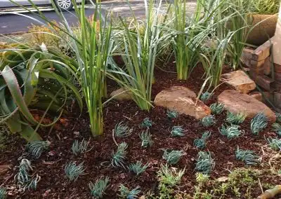 Lush sustainable garden with native plants and rocks, eco-friendly landscaping for a green future.