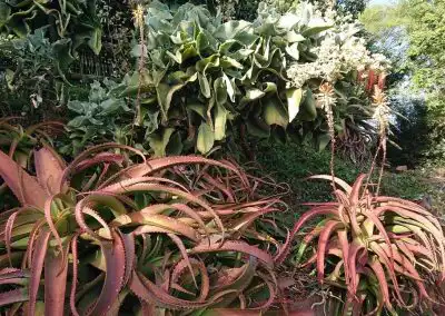 Lush succulent plants and greenery showcasing eco-friendly landscape design and sustainable gardening solutions.