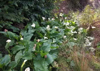 Lush green landscaping with calla lilies and native plants for eco-friendly garden solutions.