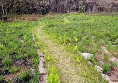 Lush green sustainable garden with eco-friendly landscape design and natural plant conservation.