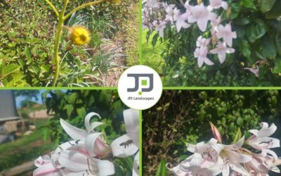 Indigenous Summer Flowering Garden