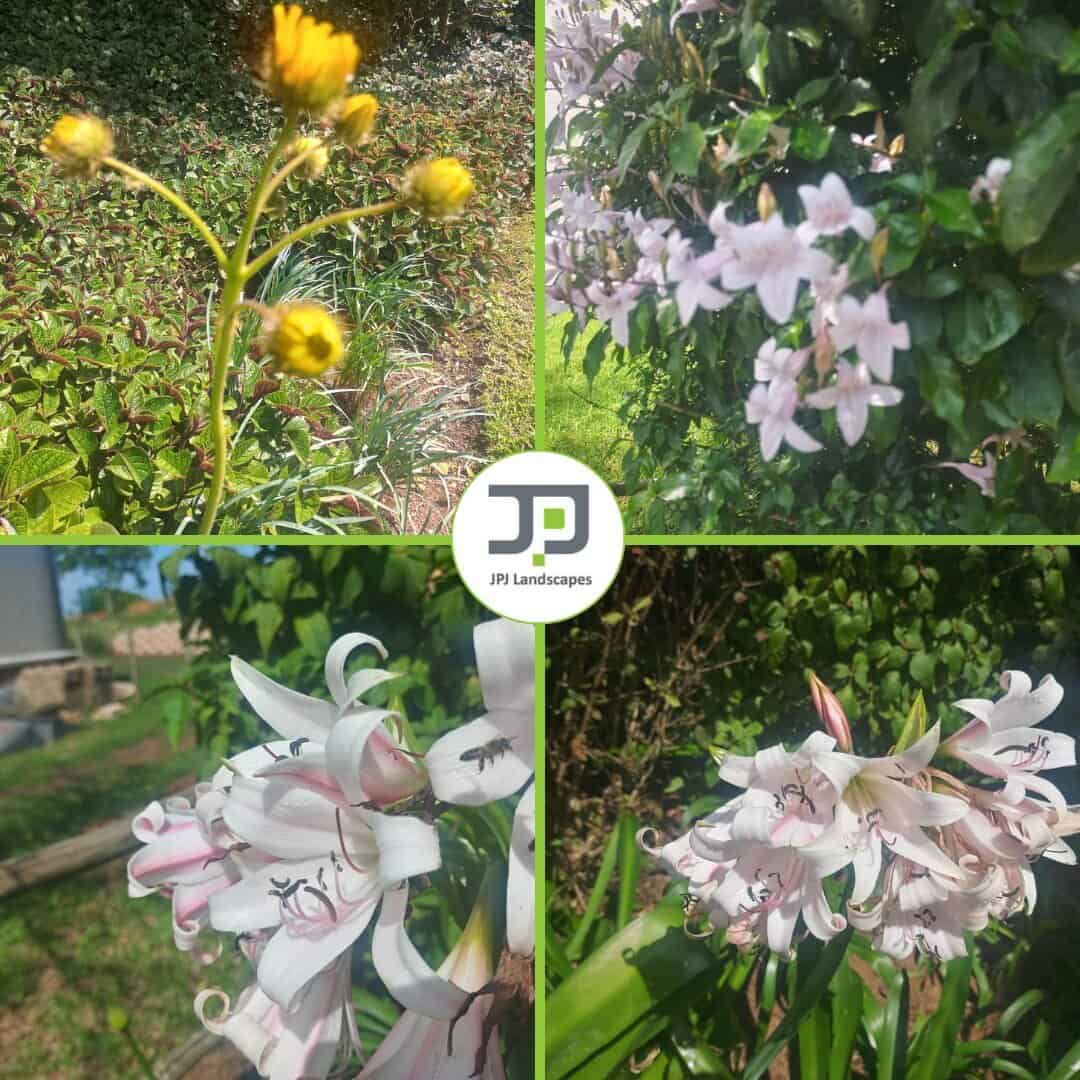 Indigenous flowering