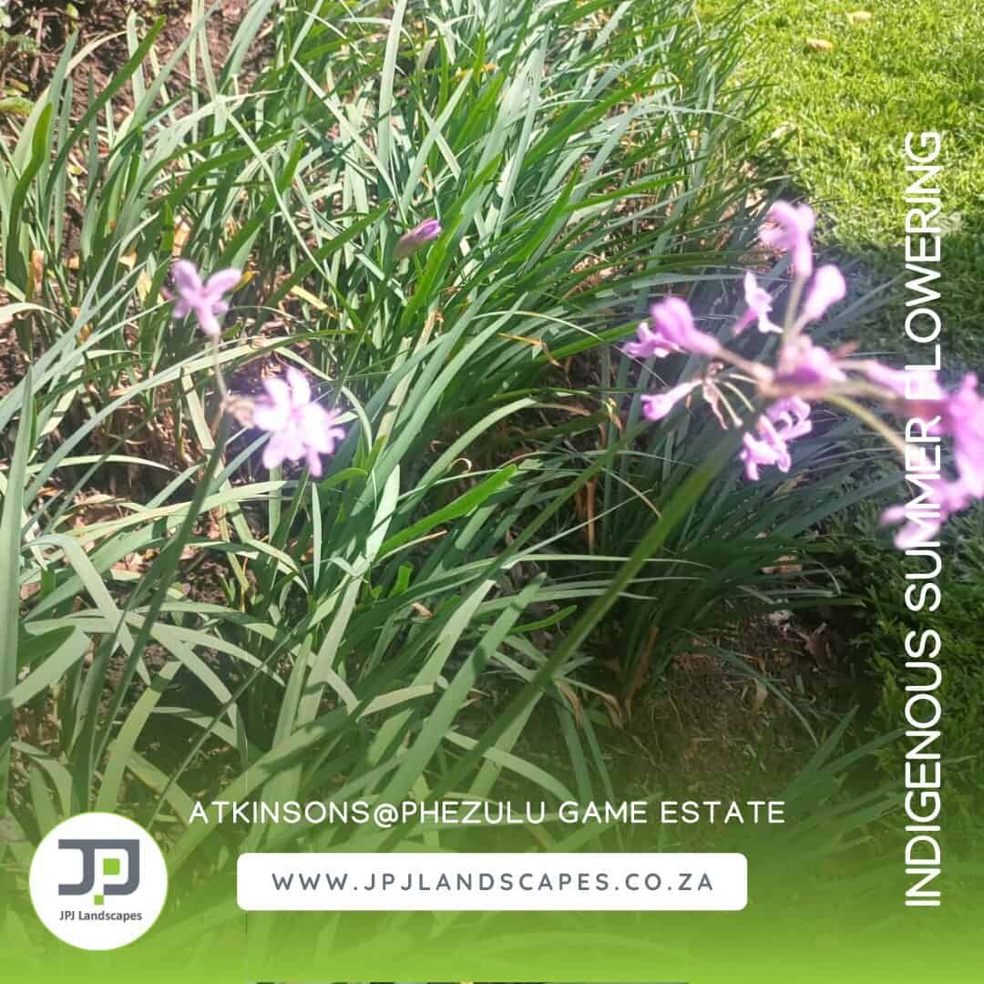 Brilliant Indigenous Colour