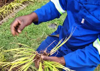Healthy young plants being cultivated for sustainable landscaping solutions.