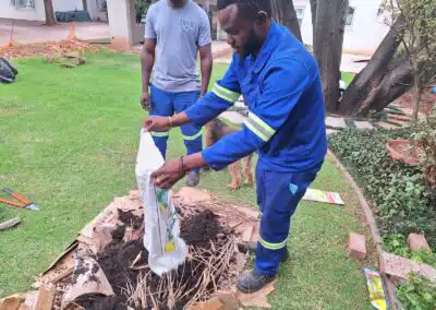 Planting trees for sustainable landscaping and green solutions.